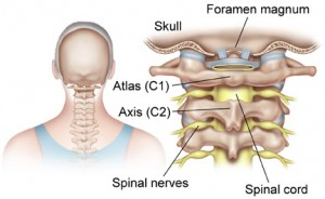 atlast-axis-spinal-cord-300x184